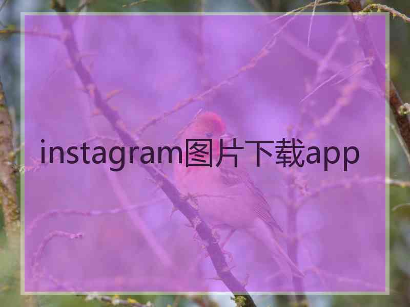 instagram图片下载app