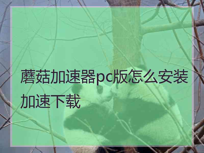 蘑菇加速器pc版怎么安装加速下载